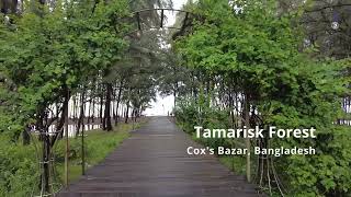 Coxs bazarTamarisk Forest [upl. by Attenrev]