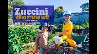 Zucchini harvest  Kids gardening  Many verities  Garden to Plate [upl. by Ettolrahs]