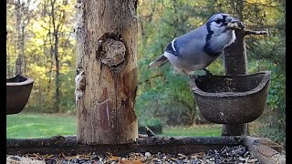 The Bird Perch Live  Platform Bird Feeder  Michigan 11424 [upl. by Ocin]