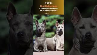 Top 10 Rarest Dog Breeds [upl. by Yesrod221]