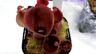 【Heliamphora】Hminor Ys [upl. by Lolande]