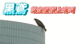 黑鳶在屋頂上鳴叫窗外鳥世界Milvus migrans2023年12月9日 [upl. by Anaitit115]