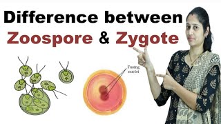 Difference between Zoospore and Zygote in Hindi [upl. by Meldon]