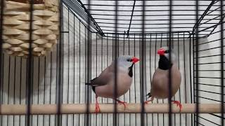 Long tailed finch makes crow sound [upl. by Clarine44]