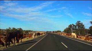 Australias Massive Cattle Drive 18000 head 1500k in 4 months [upl. by Schroer]