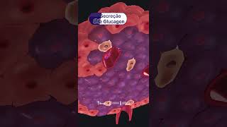 Secreção de Insulina e Glucagon no Pâncreas  insulina glucagon pancreas fisiologia 3d ensino [upl. by Malissa]