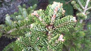 Abies koreana ´Moll´ čes jedle korejská [upl. by Durno654]