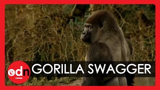 Gorilla learns to swagger like a man [upl. by Imugem]