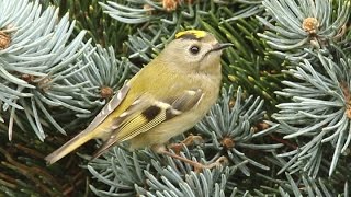 Goldcrest – Male Singing [upl. by Daly]