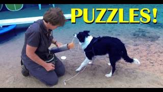 Thinking puzzles clicker dog training tricks [upl. by Anurb]