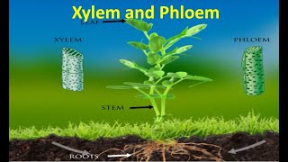 Xylem and Phloem [upl. by Jeb]