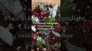 BEGONIA Wedge Cuttings  A QUICK Guide begoniarex begoniapropagation houseplantpropagation [upl. by Hazaki]