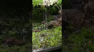 Mini Terrarium with Rain and Flowing Stream shorts [upl. by Niawtna]