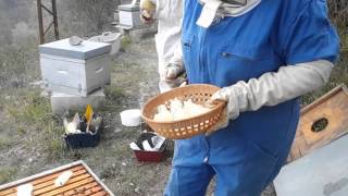 Les abeilles premier nourrissement [upl. by Imhsar]