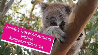 Koalas birds and bees  Kangaroo Island South Australia [upl. by Owiat786]