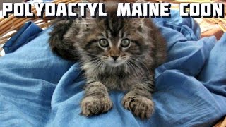 Maine Coon Cat Video  Maine Coon Curiosities  Polydactyl Maine Coons [upl. by Zilevi]