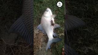 Big Size Catla Fishmulti Hook fishingSai rivers pratapgarhshortvideofishingshortsfeedcatlafish [upl. by Frear552]