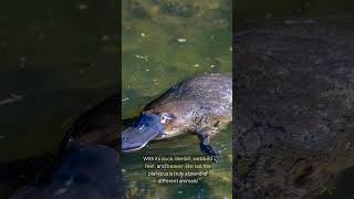 The Incredible Platypus Natures Unique Marvel shortsvideo wildlife animals facts shorts [upl. by Clayton856]