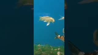 Aqualife aquarium Fish machali jal ki Rani hai trending shorts seafish🐙🐡 [upl. by Idhem]