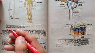 Part1 Revision Introduction and organization of the nervous system neuroanatomy nervoussystem [upl. by Llewop65]