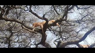 Lioness climbing trees in lake manyara national park in Tanzania [upl. by Athalee]