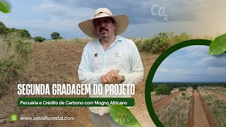 SEGUNDA GRADAGEM DO PROJETO PECUÁRIA E CREDITO DE CARBONO COM MOGNO AFRICANO [upl. by Namhar]