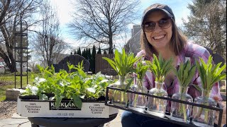 Planting Foxglove Propagating Verbena Sowing Saved Dahlia Seeds Hardening Off Cool Flowers [upl. by Oiligriv]