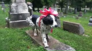 Steubenville Ohio  The Dog Marker of Union Cemetery [upl. by Weyermann]