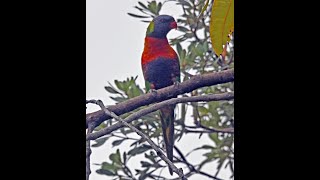 Bribie island March 2021 2024 [upl. by Ainigriv]