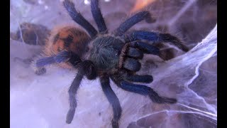 Meet the Greenbottle Blue Tarantula Chromatopelma Cyaneopubescens [upl. by Justine932]