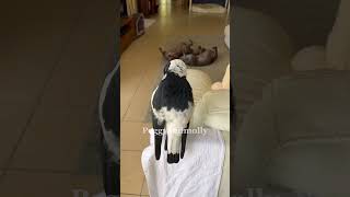 The Australian magpie who barks more than my dog [upl. by Anir]