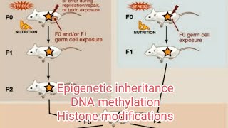 EPIGENETIC INHERITANCE  DNA methylation  Histone modifications [upl. by Danielson]