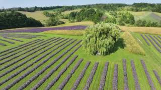 Fennario Meadows  2024  Lavender Meets the Niagara Escarpment [upl. by Joni378]