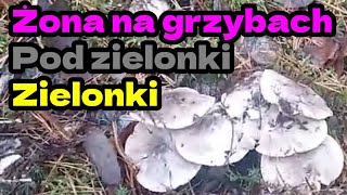 Wyprawa na grzyby wysyp zielonek i pod zielonek Główną rolę gra gąska siwa oraz gąska zielonka [upl. by Annail887]