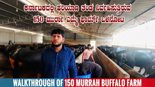 Walkthrough of 150 Murrah Buffalo Dairy Farm at North Karnataka  Murrah Dairy Farming [upl. by Lightman344]