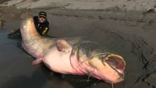 WORLD RECORD enormous silure catfish 127 kg 267 m [upl. by Victorie510]