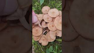 Ringless Honey mushrooms Southern Illinois [upl. by Eicyaj]