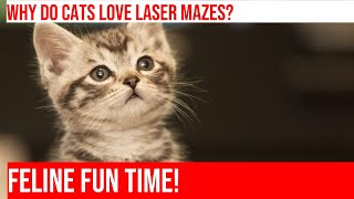 Cats Go Crazy for Laser Mazes Watch Their Reactions [upl. by Verity]