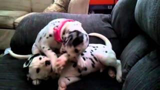 Dalmatian puppies play fighting [upl. by Mapes348]