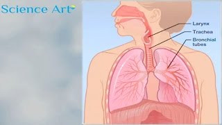 What Happens When You Breathe How The Lungs Work Animation  Respiratory System Gas Exchange Video [upl. by Araihc156]