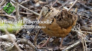 How to Timberdoodle Woodcock Watching in Spring [upl. by Marcellus763]