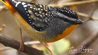 Spotted Pardalote calling Pardalotuspunctatus  HD Video clip 44 Tim Siggs ABVC [upl. by Kazimir]