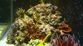 Coral Growth Time Lapse [upl. by Hsemin]