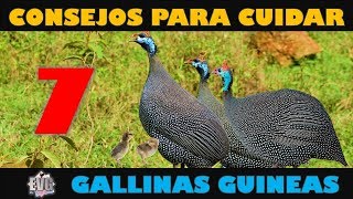 7 Consejos Importantes para Cuidar Gallinas Guineas o Coquenas [upl. by Deonne732]