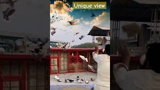 Unique view  try to pigeon trap shorts [upl. by Ahkihs]