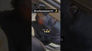 That side eye of bruster 🐶❤️ rottweiler bruster dog cute funny sideeye funtime car lovely [upl. by Annerol]