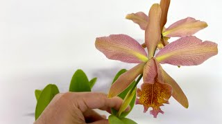 Cattleya Fulvescens dowiana X forbesii [upl. by Olmstead]