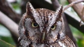 Owl Rotates Head For 360 Degree Vision [upl. by Arammahs]