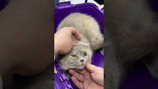 demodicosis in a cat and she is crying🥹 piano cat vetlove kitten petvet catlover music [upl. by Elena]