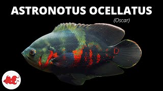 Oscar  Astronotus ocellatus ✔ [upl. by Forrest856]